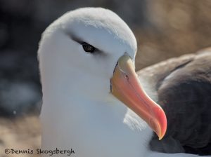 6049 Black-browed Albatross (Thalassarche melanophris), Saunders Island, Falklands