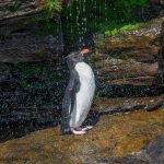 6052 Rockhopper Penguin Showering Under Small Waterfall, Saunders Island, Falklands