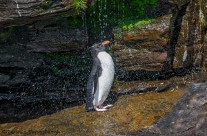 6052 Rockhopper Penguin Showering Under Small Waterfall, Saunders Island, Falklands