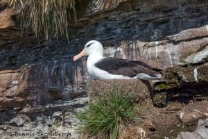 6053 Nesting Black-browed Albatross (Thalassarche melanophris), Saunders Island, Falklands