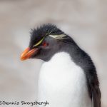 6054 Rockhopper Penguin Portrait, Saunders Island Falklands