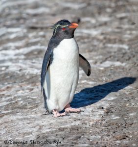 6055 Rockhopper Penguin (Eupytes chrysocome), Saunders Island, Falklands
