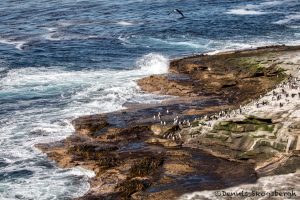 6056 Rockhopper Penguins, Rocky Coastal Shoreline of Saunders Island, Falklands