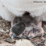 6057 Rockhopper Penguin Chick (Eupytes chrysocome), Bleaker Island, Falklands