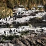 6058 Rockhopper Penguins Rocky Coastline of Saunders Island, Falklands