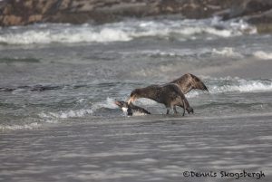 6061 Rockhopper Penguin Attacked by Southern Giant Petral, Saunders Island, Falklands