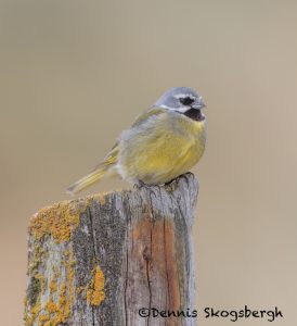 6064 White-bridled (Canary-winged) Finch (Melanodera melanodera), Bleaker Island, Falklands