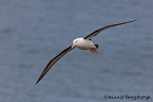 6065 Black-browed Albatross (Thalassarche melanophris), Saunders Island, Falklands