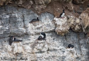 6067 Nesting Rock Shags (Phalacrocorax magellanicus), Bleaker Island, Falklands