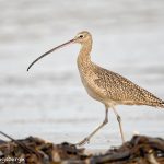 6095 Long-billed Curlew (Numenius americanus), Bolivar Peninsula, Texas