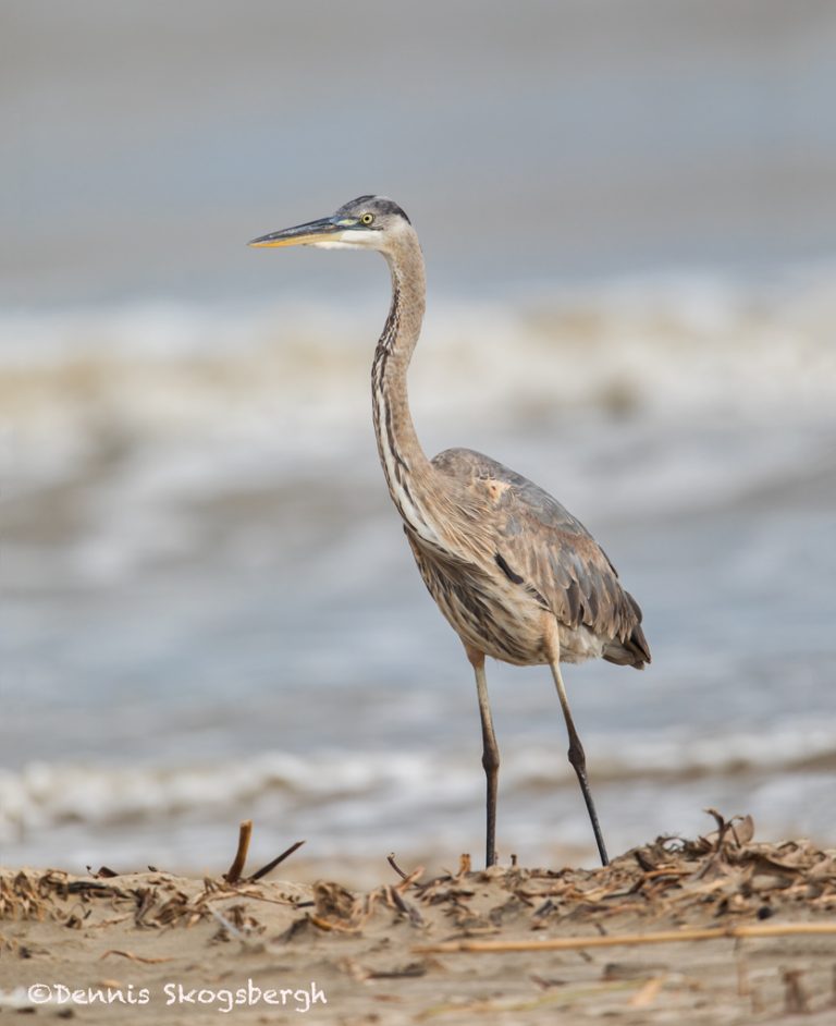 6098 Young Great-blue Heron (ardea Herodias), Bolivar Peninsula, Texas 