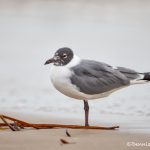 6099 Franklin's Gull (Leucophaeus pipixcan), Bolivar Peninsula, Texas