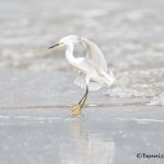 6101 Snowy Egret (Egretta thula), Bolivar Peninsula, Texas