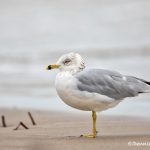 6104 Adult Non-breeding Ring-billed Gull (Larus delawarensis), Bolivar Peninsula, Texas