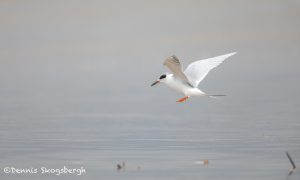 6105 Forester's Tern (Sterna forsteri), Bolivar Peninsula, Texas