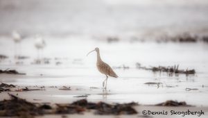 6121 Long-billed Curlew (Numenius americanus), Bolivar Peninsula, Texas