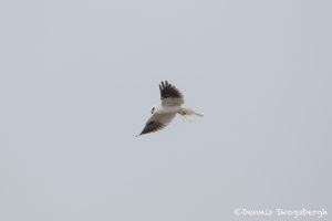 6124 White-tailed Kite (Elanus leucurus), Bolivar Peninsula, Texas