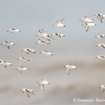 6125 Flock of Sanderlings (Calidris alba), Bolivar Peninsula, Texas