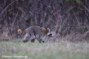 6212 Raccoon (Procyon lotor), Hagerman NWR, Sherman, Texas