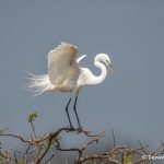 6217 Breeding Plumage, Great Egret (Ardea alba), Smith Oak Rookery, High Island, Texas