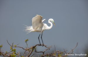6217 Breeding Plumage, Great Egret (Ardea alba), Smith Oak Rookery, High Island, Texas