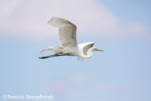 6218 Breeding Plumage, Great Egret (Ardea alba), Smith Oak Rookery, High Island, Texas