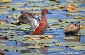 6219 Cinnamon Teal (Anas cyanoptera), Anahuac NWR, Texas