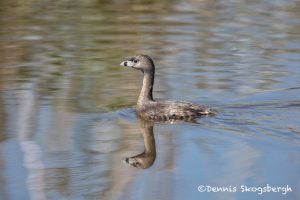 6221 Pied-billed Grebe (Podilymbus podiceps), Anahuac MWR, Texas