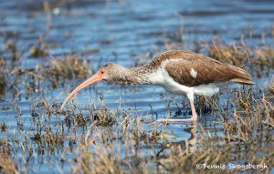 6222 Juvenile White Ibis (Eudocimus albus), Anahuac NWR, Texas