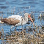 6223 Juvenile White Ibis (Eudocimus albus), Anahuac NWR, Texas