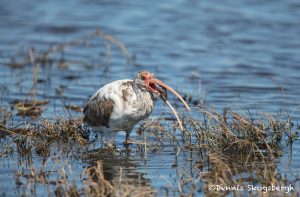 6224 Juvenile White Ibis (Eudocimus albus), Anahuac NWR, Texas
