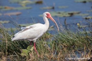 6226 Breeding White Ibis (Eudocimus albus), Anahuac NWR, Texas