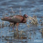 6228 Breeding Glossy Ibis (Plegadis falcinellus), Anahuac NWR, Texas