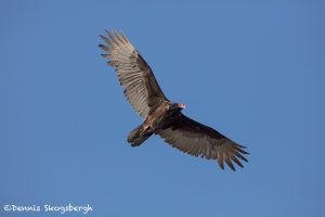 6229 Turkey Vulture (Cathartes aura), Texas