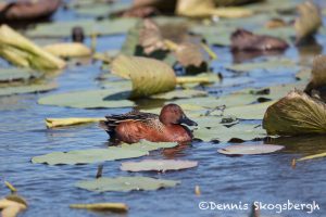 6232 Cinnamon Teal (Anas cyanoptera), Anahuac NWR, Texas