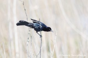 6236 Great-tailed Grackle (Quiscalus mexicanus), Anahuac NWR, Texas