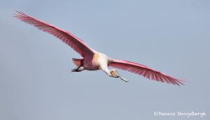 6240 Roseate Spoonbill (Platalea ajaja), Smith Oak Rookery, High Island, Texas