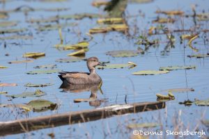 6242 Female Cinnamon Teal (Anas cyanoptera), Anahuac NWR, Texas