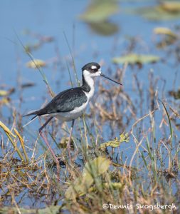 6243 Black-necked Stilt (Himantopus mexicanus), Anahuac NWR, Texas