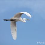 6247 Great Egret (Ardea alba), Smith Oak Rookery, High Island, Texas