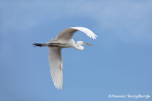 6247 Great Egret (Ardea alba), Smith Oak Rookery, High Island, Texas