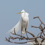 6248 Great Egret (Ardea alba), Smith Oak Rookery, High Island, Texas