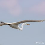 6249 Great Egret (Ardea alba), Smith Oak Rookery, High Island, Texas