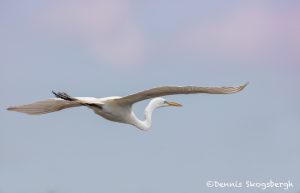 6249 Great Egret (Ardea alba), Smith Oak Rookery, High Island, Texas