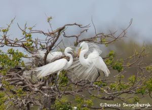 6250 Great Egret (Ardea alba) Mating Ritual, Smith Oak Rookery, High Island, Texas