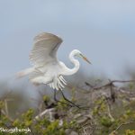 6251 Great Egret (Ardea alba), Smith Oak Rookery, High Island, Texas