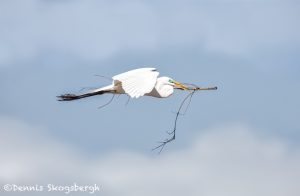 6252 Great Egret (Ardea alba), Smith Oak Rookery, High Island, Texas