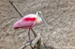 6256 Roseate Spoonbill (Platalea ajaja), Smith Oak Rookery, High Island, Texas