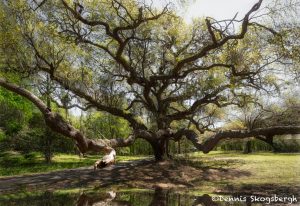6319 Magnolia Plantation and Gardens, Charleston, SC