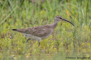 6320 Whimbrel (Numenius phaeopus), Bolivar Peninsula, Texas